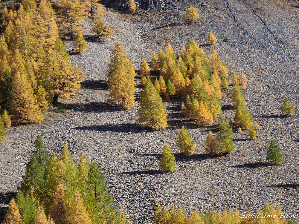 Chandelles d'automne