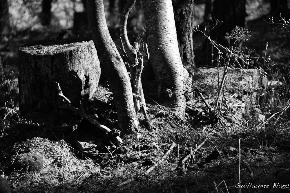 Enraciné, décapité