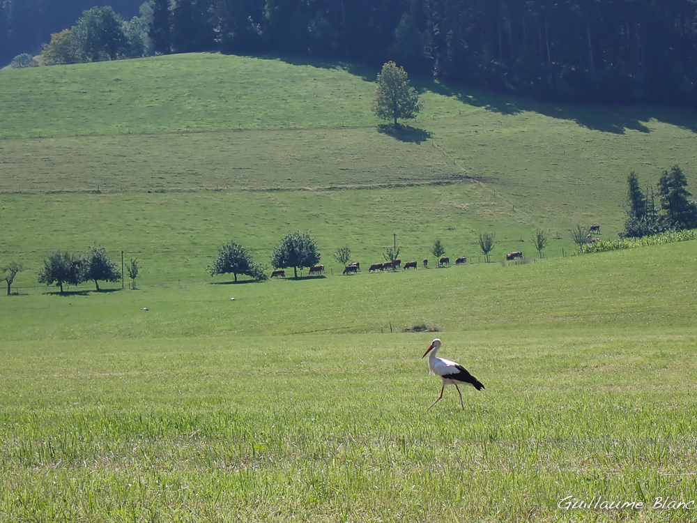Cigogne