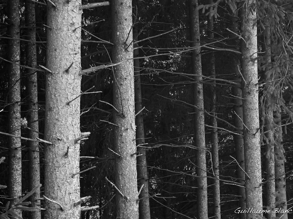 Forêt noire