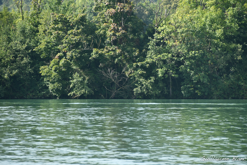 L'eau et la verdure