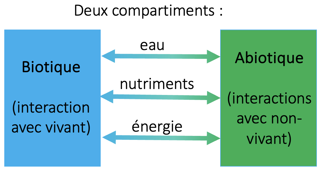 Schéma des deux compartiments qui interagissent autour d’un écosystème.