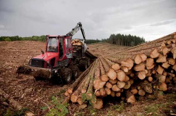 Coupes rases faites par une entreprise d’exploitation forestière dans
le Puy-de-Dôme, en 2021, pour la production de bois de chauffage ou bois-énergie. Source : Reporterre.