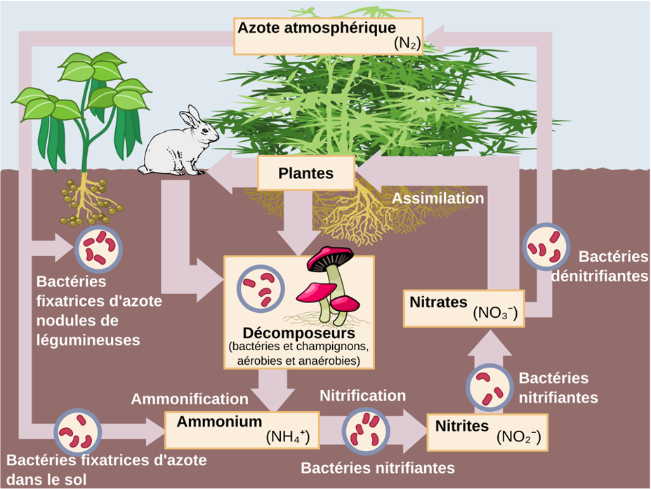 Schéma du cycle de l’azote. Source : wikipédia