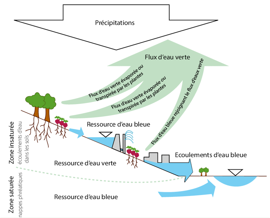 Schéma de l’approche eau bleue/verte. La ressource indifférenciée des précipitations est séparée en une eau verte (humidité) et une eau bleue (aquifères, lacs, zones humides, réservoirs, etc.). Source :  / Researchgate.