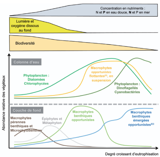 Changements des
paramètres physico-chimiques, de la
dominance relative des végétaux et
de la biodiversité en fonction du degré
d’eutrophisation en milieu aquatique. Source : INRAE.