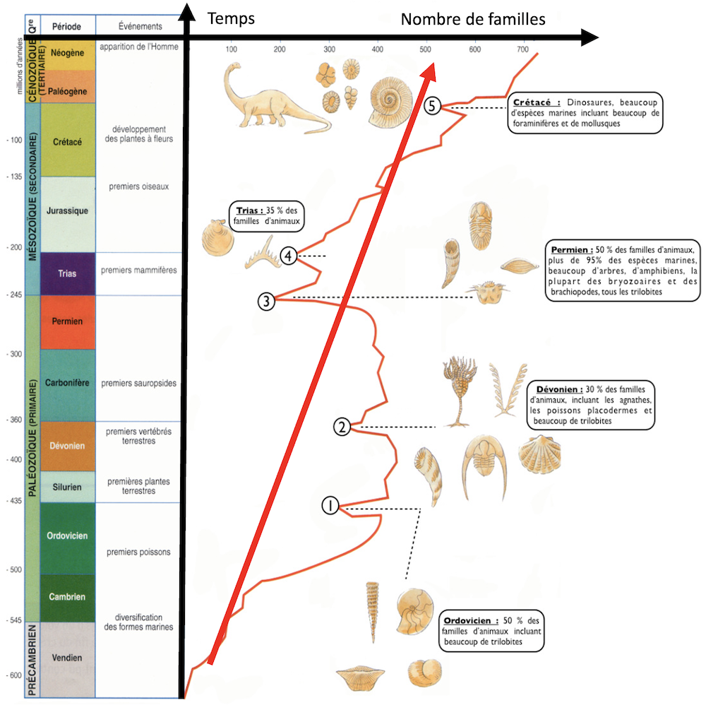 Évolution de la biodiversité (en nombre de familles) au cours des âges géologiques. Les cinq grandes extinctions du vivant qu’à connu la Terre sont indiquées.