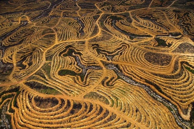 Nouvelle plantation de palmiers à huile près de Pundu, Bornéo,
Indonésie pour la production d’agrocarburants. Source :
GoodPlanet
— © Yann Arthus-Bertrand.