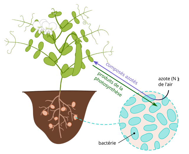 Grâce aux bactéries présentes dans les racines des légumineuses au niveau de nodules, l’azote de l’air peut être assimilé directement. Les bactéries récupérent en échange les sucres produits de la photosynthèse.