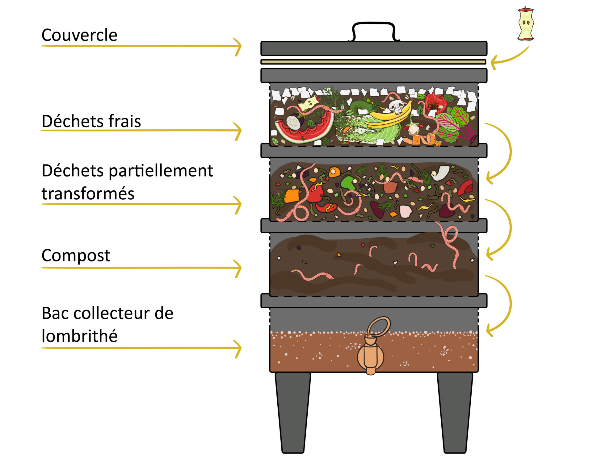 Schéma d’un lombricomposteur d’appartement : faire du compost à partir des déchets de légumes chez soi est très facile. Le bac où l’on dépose les épluchures constitue un véritable écosystème.