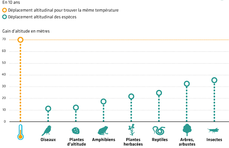 Illustration de la migration verticale des espèces en montagne. Le
réchauffement grimpe de 70 m en altitude chaque décennie. Les ronds
verts indiquent le déplacement en altitude par décennie de différentes
espèces. Source : CREA Mont
Blanc.