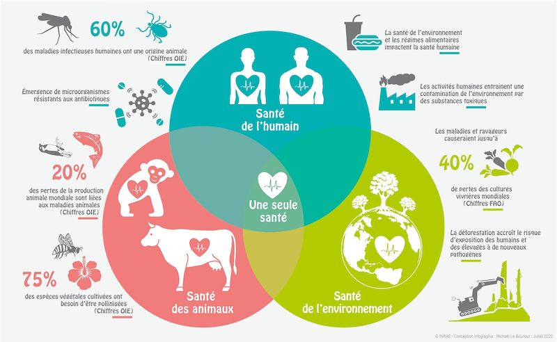 La protection de la santé de l’humanité passe par celle de l’animal —
d’élevage et sauvage — et de leurs interactions avec
l’environnement. La santé animale, végétale, la santé de
l’environnement et celle de l’humanité sont donc intimement liés.
Source :
INRAE