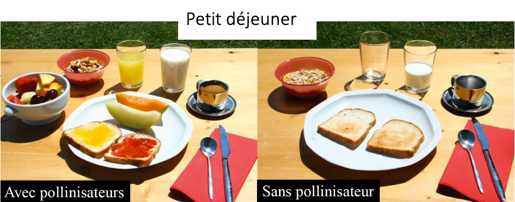 Illustration de ce que pourrait être un petit déjeuner en l’absence de pollinisateurs.  Source : cours A. Perard, université Paris Cité.