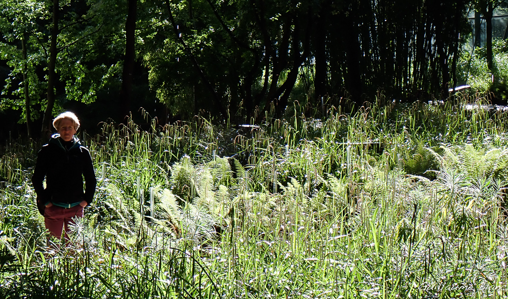 Into the wild